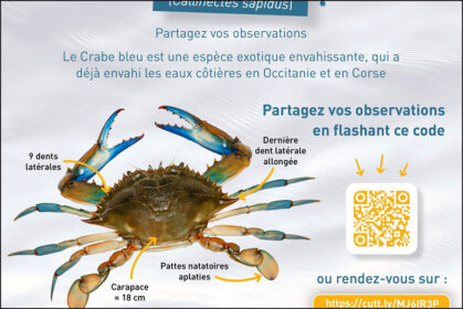 Affichette « Crabe bleu » du Parc national de Port-Cros.