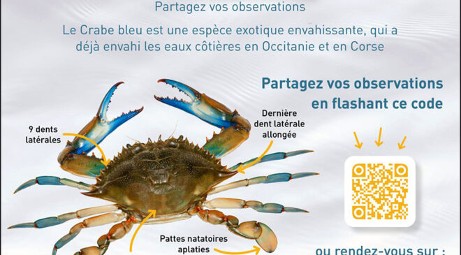 Affichette « Crabe bleu » du Parc national de Port-Cros.