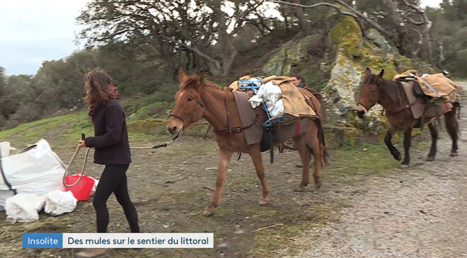 Des mules qui déblaient des gravats sur un sentier du littoral du Var, aussi écolo que surprenant !