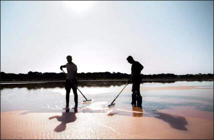 Deux saulniers pratiquent la cueillette de la fleur de sel aux salins des Pesquiers.