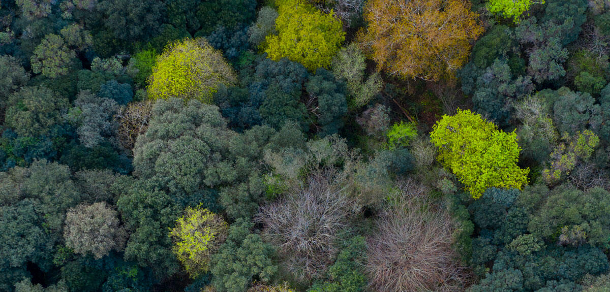 Forêt de type méditerranéen dominée par le chêne vert.