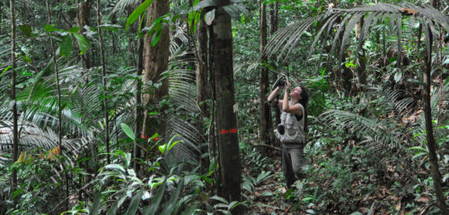 Observation à la jumelle à la station scientifique des Nouragues (Guyane française). Grâce aux inventaires réguliers, près de 1 600 espèces d’arbres ont été identifiées sur l’ensemble du territoire.