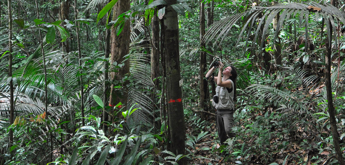 Observation à la jumelle à la station scientifique des Nouragues (Guyane française).
