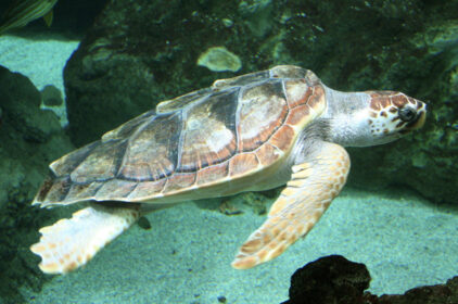 Une tortue Caouanne.