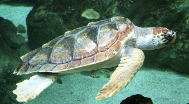 Une tortue Caouanne.