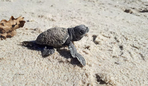 Les bébés tortues ont rejoint la mer, ils se sont élancés depuis la plage de La Capte à Hyères.