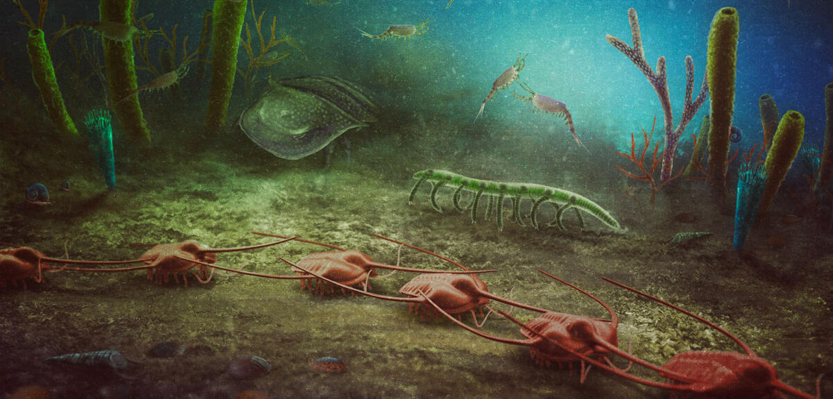 Reconstitution artistique de la biodiversité marine de la Montagne noire à l’Ordovicien inférieur (- 485 à - 477 millions d’années).