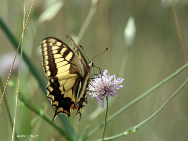 Machaon (Papilio machaon) ou Grand porte-queue.