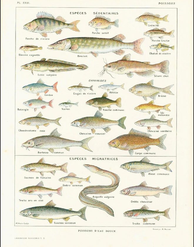 Poissons d'eau douce.