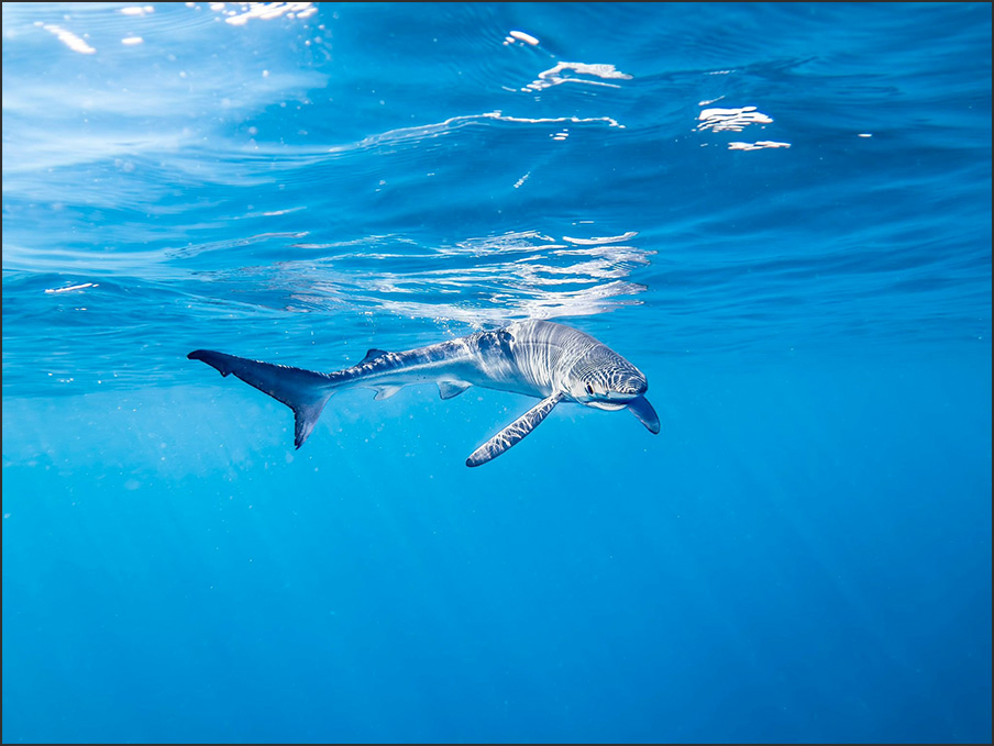 Un requin bleu nage en pleine eau.