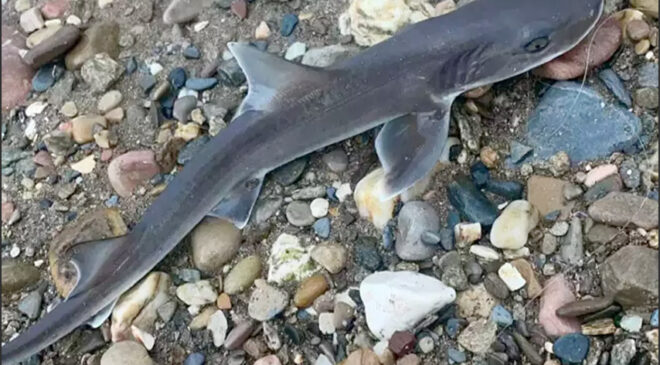 Requin émissole.