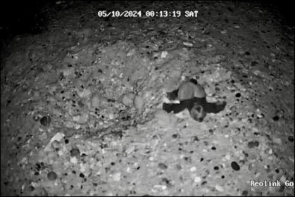 Naissance de tortues caouannes à Hyères.