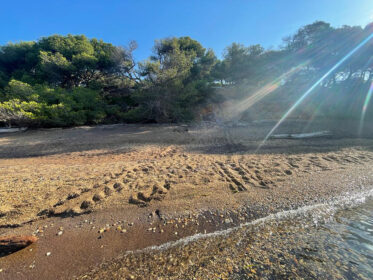 une tortue marine est venue pondre sur une plage de l'île de Porquerolles.
