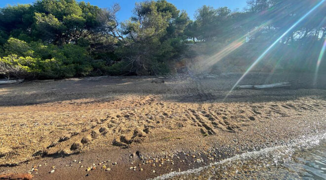 une tortue marine est venue pondre sur une plage de l'île de Porquerolles.