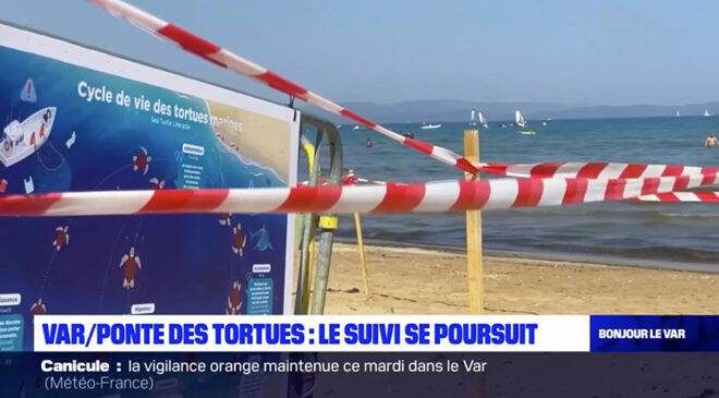 Le suivi de la ponte des tortues Caouanne continue dans le Var.