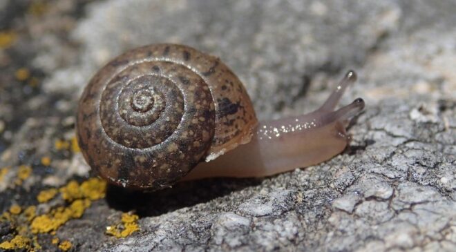 Escargot Urticicola suberinus.