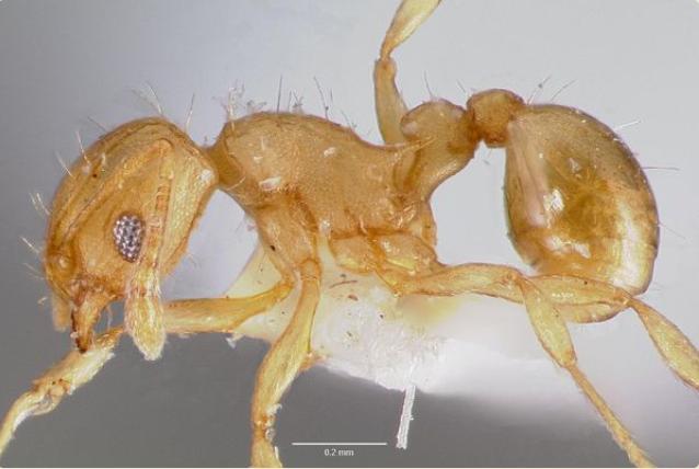 La « fourmi électrique » Wasmannia auropunctata.
